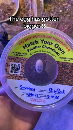 No sweating yet the rocks are still looking good and the shell still looks healthy!! #pantherchameleon #reptiles #chameleon #egghatching #egg