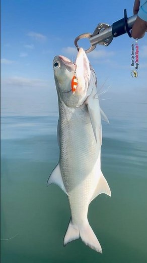 My 1st Indian Salmon of the Season 🎣🔥 | Jigging Action in Kerala Waters! #shorts