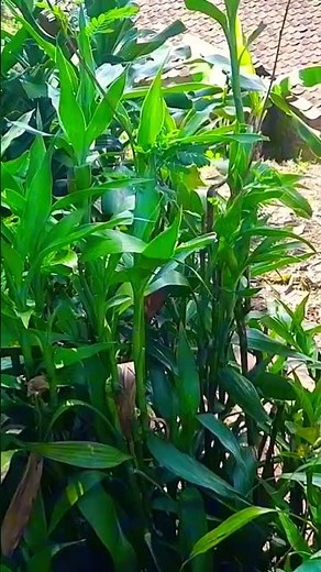 Lagu Pop Sunda Nina Full Album