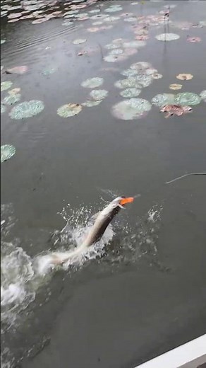 Two Muskies. One Bait. Here’s Why the Foxfire Gets Crushed. #muskie #fishing #fishingadventures