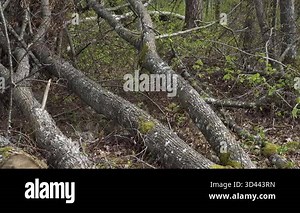 A wide forest panorama reveals wind-blown trees and fallen trunks scattered across the ground, captured in motion during seasonal harvesting activity.