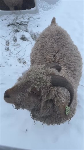@redfalconranch on Instagram: "Greetings from Cocoa and Marzipan! 🤎🤍 A few quick things I forgot to mention in this vid, these girls do not stay in this pen all the time, only at night and when the weather is bad. Otherwise we are working on integrating them into the herd. If it was summertime, it’d be much simpler but with the herd spending most of their time in the barn…it’s a cutthroat bunch 😂 So in the mornings, I put them in the doe pen where they can work on making friends and becoming 
