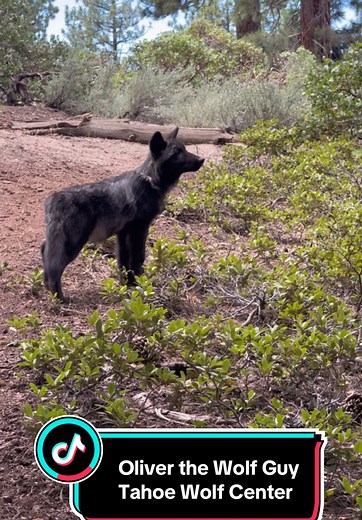 Exploring Wolf Habitats with MoonieWolf and SunnyWolf