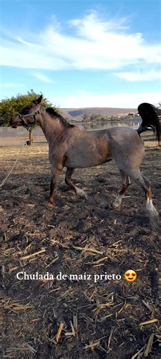 Bernardo Villalobos on TikTok