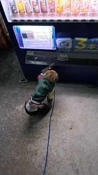 お猿さんのお散歩風景。自販機でジュースをねだる。