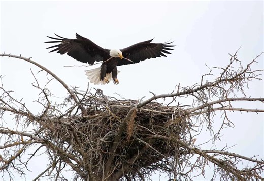 How Big Is the Largest Bald Eagle Nest Ever Recorded?