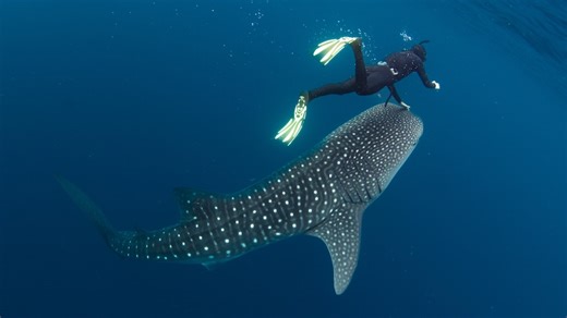 Ningaloo whale sharks found to stop swimming to have parasites plucked by researchers