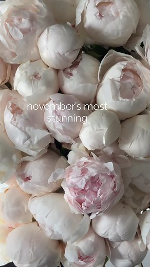 27 reactions | I ordered 40 peony stems and honestly wasn’t sure they’d all open, sometimes even in season, green buds never bloom if cut too early. This variety has rarely disappointed me, but in November, I didn’t expect much. To my surprise, in just 3 days, all the green buds turned into huge, perfect white peonies! 懶 Meet these beauties: “Bowl of Cream.” | LiviLove_flowers | Facebook