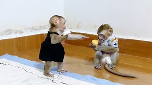 Sara so cute almost stand walking 2-leg as a human baby each time play with brother Jerry | Monkey Daily