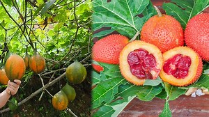 How Farmers Harvest and Prepare Gac Fruits for Market