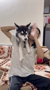 23K views · 1.3K reactions | I hate my dog #husky #dog #funny #doglover | Review Reloaded | Facebook
