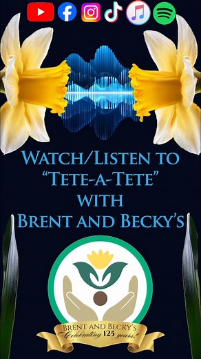 What To Do With Forced Bulbs After? #bulbchat #brentandbeckys #forcingspringbulbs #indoorblooms | Brent and Becky's