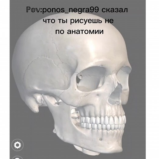 3D Skull Anatomy Model with Highlighted Features