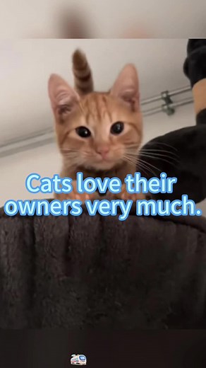 Cats Express Their Love for Owners