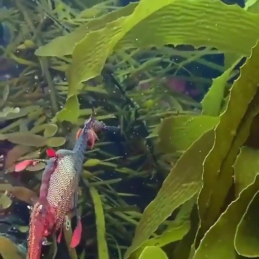 The Weedy Seadragon also know as the Common Seadragon, filmed on the east coast of Tasmania, Australia. Declared a threatened species due to loss of habitat, rising ocean temperatures and a number of other factors, this incredible species truly is a treasure within our seas 💙 | Scuba Diver Life