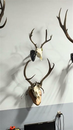 Oregon elk hunting #elkseason #archeryelk #hunting #archery