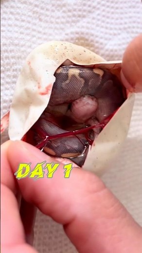 Ball Python Color Transformation😍🔥