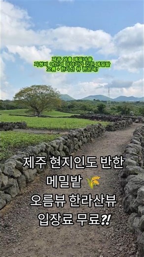 제주 현지인도 반한 메밀밭🌾 무료 오름뷰·한라산뷰 힐링코스 | Jeju Buckwheat Village | 済州そば畑