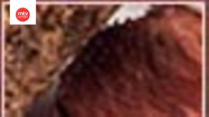 Isä Mitron Pääsiäislammas