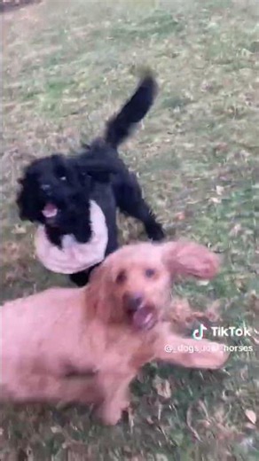 Cockapoos Alfie & Boris. @DogtrainersUK
