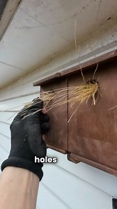 a handy tip for putting up sparrow nest boxes | Get Wild