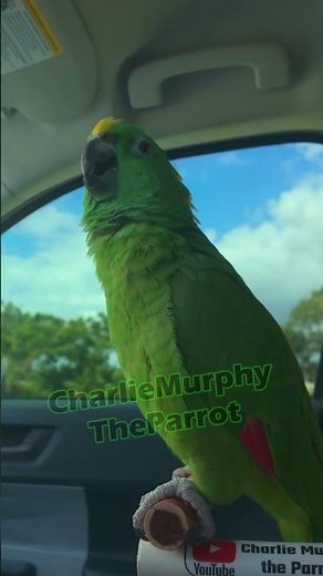 Amazon Parrot sounding like a police siren and singing bad boys #parrot #talkingparrot #aves