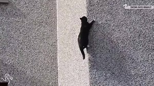 Mission Impawssible. | HuffPost