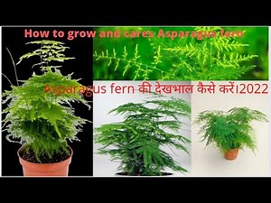 How to grow & care Asparagus fern in pot! plumosa fern/ Easy care and propagation of asparagus fern