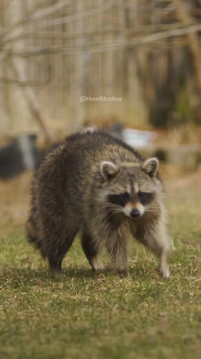 Raccoon ignoring apple walking on grass #nature #raccoon #apple #grass #backyard #walk #wild HA78603 | HAWI Studios