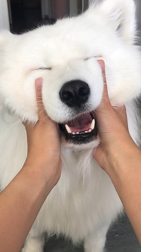 73K views · 2.1K reactions | How to pet a dog  | Maya Polar Bear | Facebook