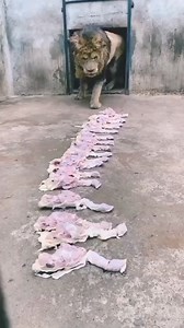 🧐😱😰#lion #lionfeed #feeding #wildafrica #wildanimalslife #wildlifeprotection #wildlifephotos #wildlifepage #nature #naturephotography #krugersightngs #krugernationalpark #discovery #discoverearth #maasi #maasaimaara #netgeowild #netgeowildlife #wildlifeseekers #wildlifeprotection #wildlifephotography #netgeowild #nationalgeographic | Loinlife