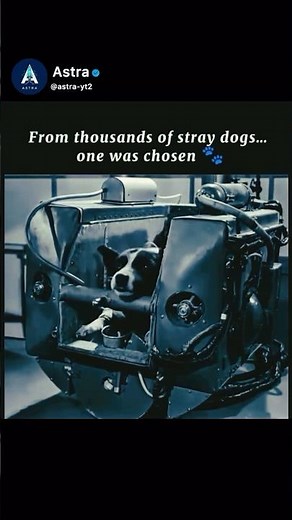 Laika: The First Dog in Space 🐾 |But this dog never came back. #space
