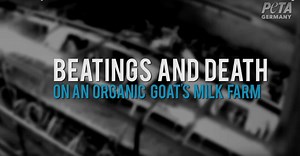 Goats Beaten for Organic Milk