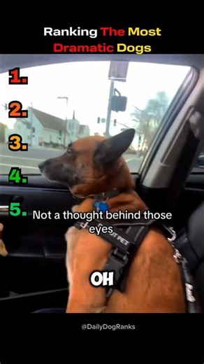 Ranking The Most Dramatic Dogs 🎭🐶😂 #dogranking #funnydogs #dogreaction #dogmoments