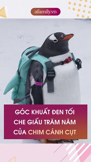 Khám Phá Những Bí Ẩn Về Chim Cánh Cụt