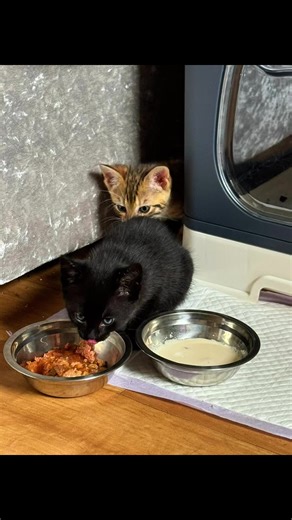 Carla Miller (@carlamiller1)’s videos with original sound - Carla Miller