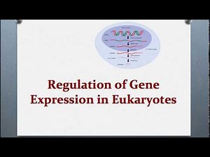 (Molecular Biology Session 17) Regulation of Gene Expression p2