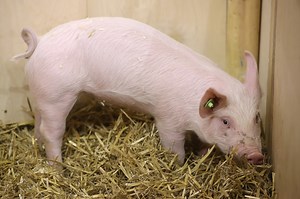 Woman Fined for Killing, Eating Rescue Pig That She Promised She Wouldn't Eat