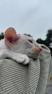 Winston 🤝 turkey watching | fivecrazycats