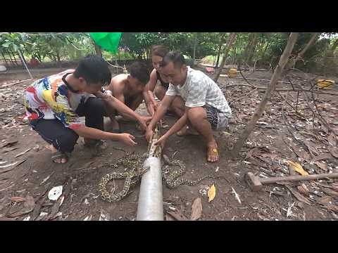 Shocking Discovery! Giant Python Nest Found – Rescue Team Saves Dozens of Baby Snakes 🐍😱