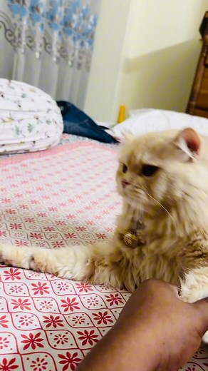 simba 😎😎😎 | Sojeeb Hasan