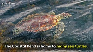 6.3K views · 62 reactions | Thousands of protected or endangered sea...