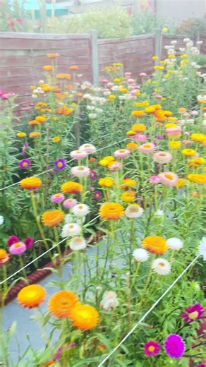 Beautiful garden #🥰🥰🥰🥰❤️❤️ #Happy