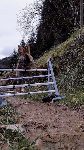 Rabbit Show Jumping Training Tips