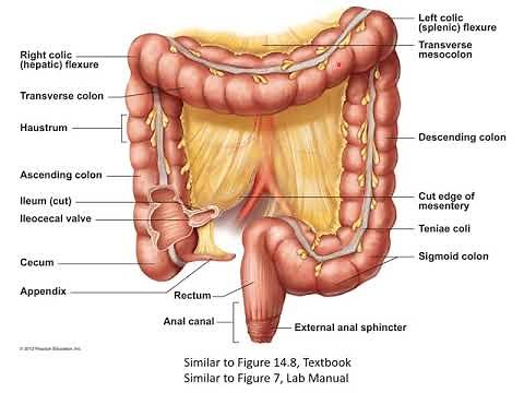 Anatomy of the Large Intestine