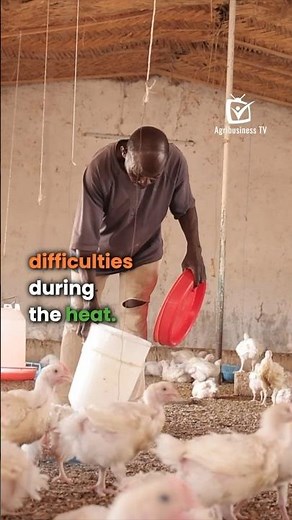 Heat, a redoubtable enemy for poultry farmers #agribusinesstv