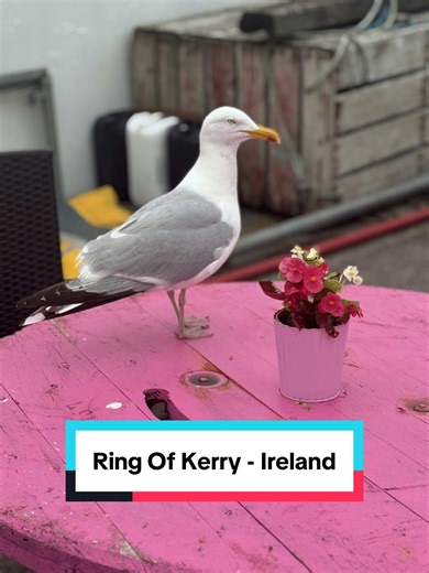 Private Tours Cork & Ireland on TikTok