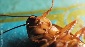 Cockroach lying at a floor and can't crawling. Dying from insecticide. Macro shot and profile shot.