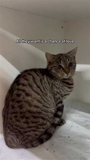 25K views · 1.2K reactions | So many little hearts waiting behind shelter doors. Help give them the home they’ve been dreaming of 凉 Come and meet your new companion today at Cat Haven!   Adoptions Open: ⏰ 10am-5:45pm Monday-Friday ⏰ 10am-4pm Weekends & Public Holidays  23 Lemnos Street, Shenton Park | Cat Haven WA | Facebook