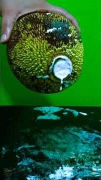 How to Cut Baby Jackfruit into Different Shapes | Easy & Quick Cutting Tutorial #jackfruitcutting